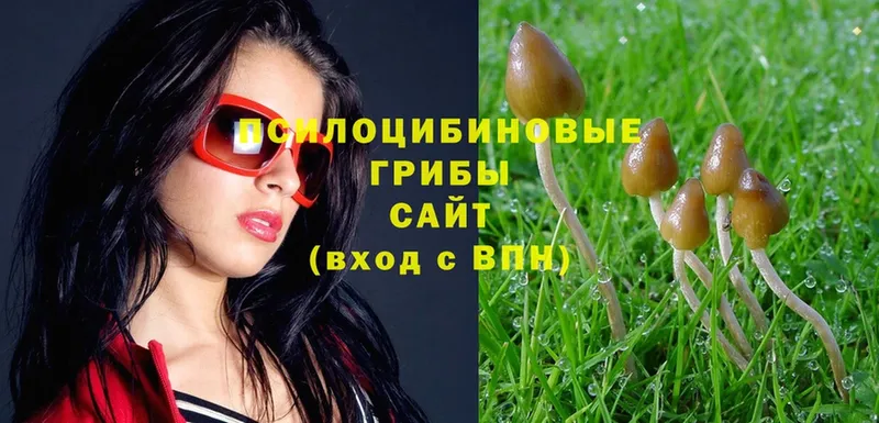 blacksprut зеркало  Дивногорск  Псилоцибиновые грибы Psilocybe  купить  